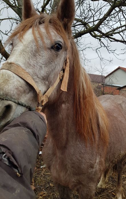 Vând mânză de 1 an si 8 luni