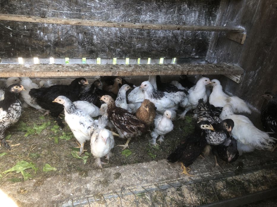 Gaini si cocosi  de 1 an de rasa mare