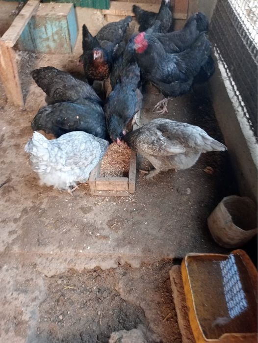 Тауық сатылады куры