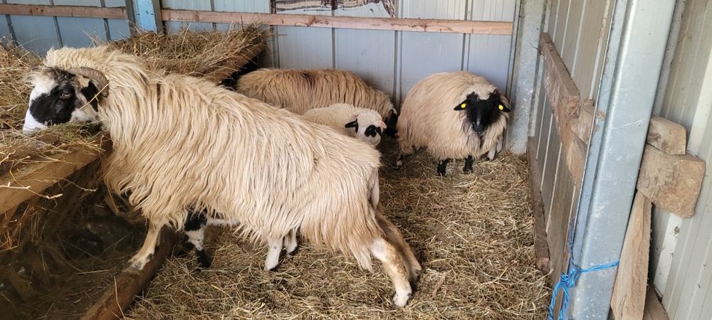 Trei oi cu miei disponibile