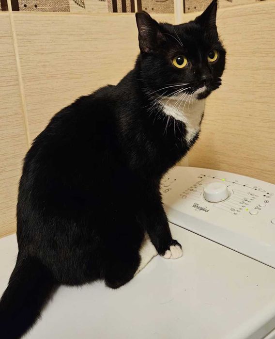 Adoptie pisica neagra castrata Bloom