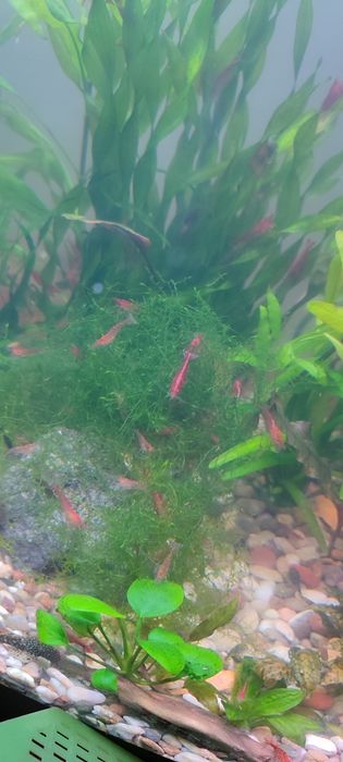 Аквариумные креветки