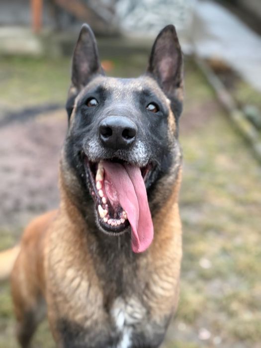 Femela ciobănesc belgian Malinois
