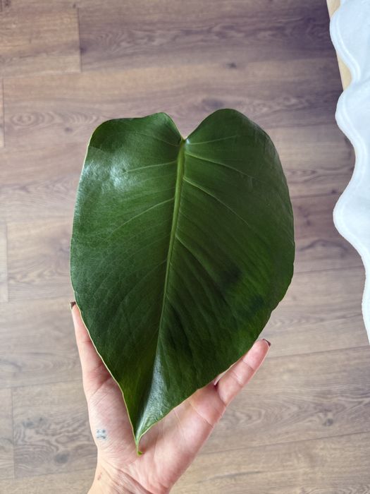 Monstera Deliciosa