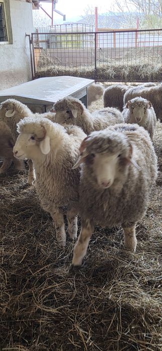 Vând  Berbecuți Băli !