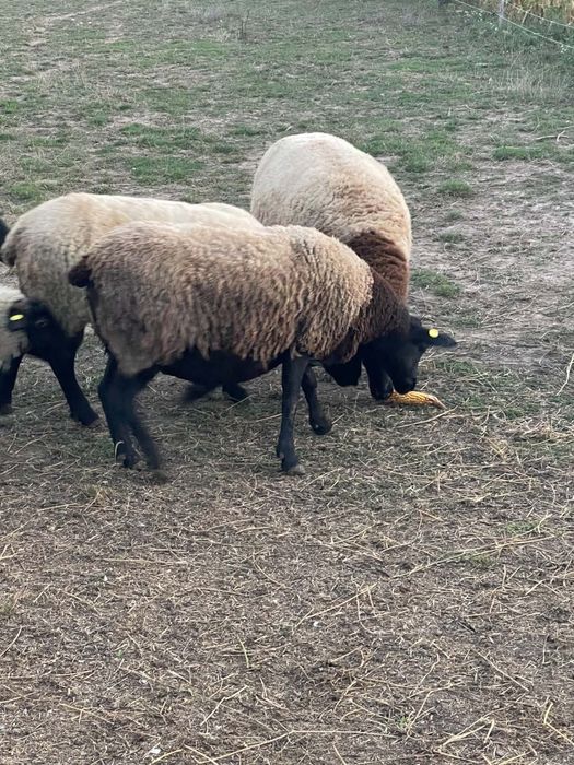Vând oi suffolk femele
