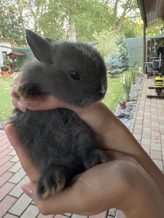 Iepurași de companie  mini blue,pitic olandez