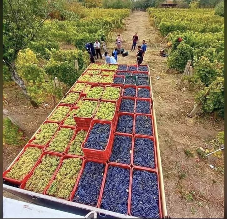 Struguri de vin