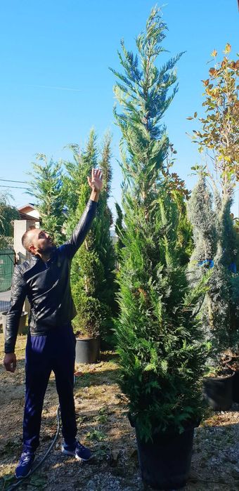 Cupresussocyparis Leylandii Plante Ornamentale