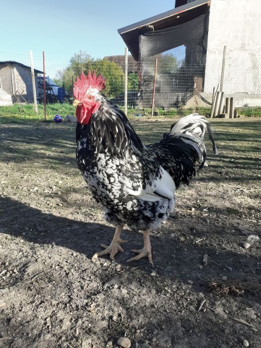 Cocosi Pita Pinta .