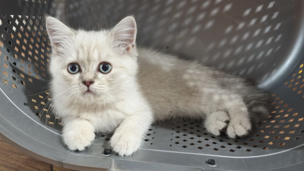 Чистокровные шотландские котята