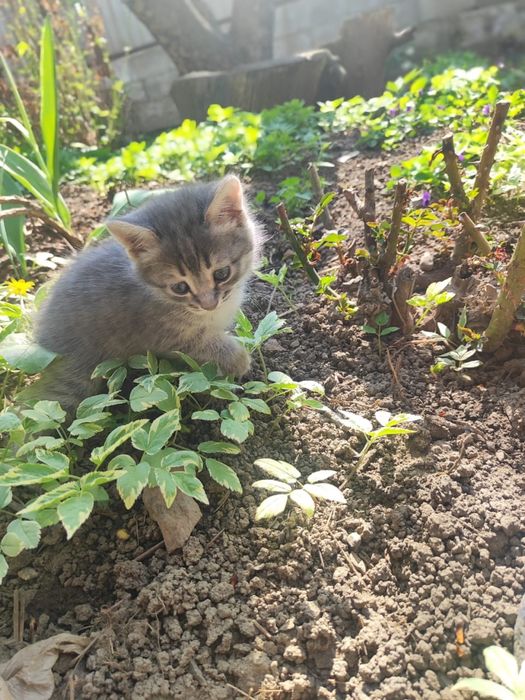 Отдам котят в хорошие руки