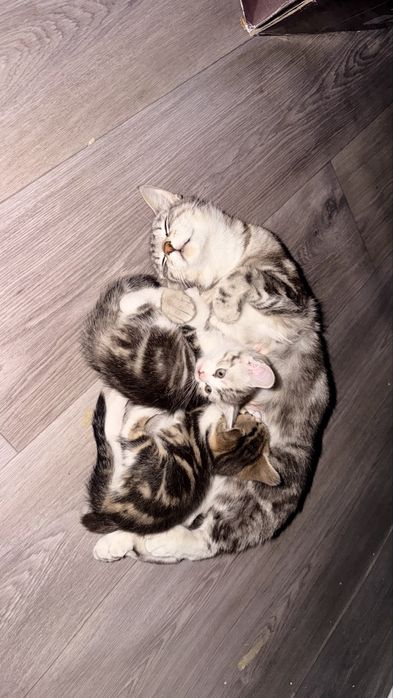 Американский короткошерстный котенок