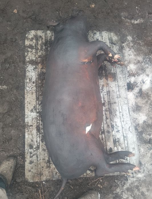 Свинина домашняя