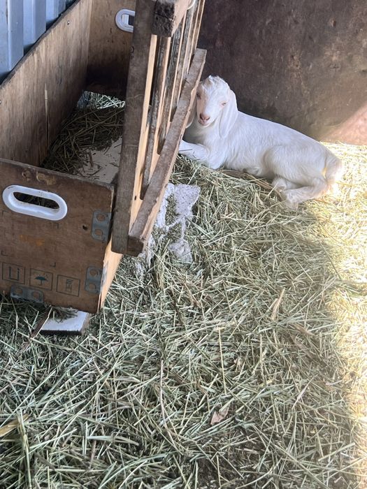 Молочные породистые козы