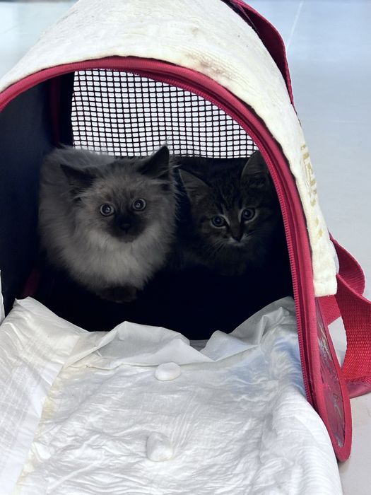 Котята / котенок 1 месяц