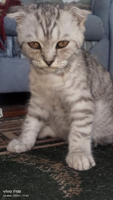 Котёнок шатланский