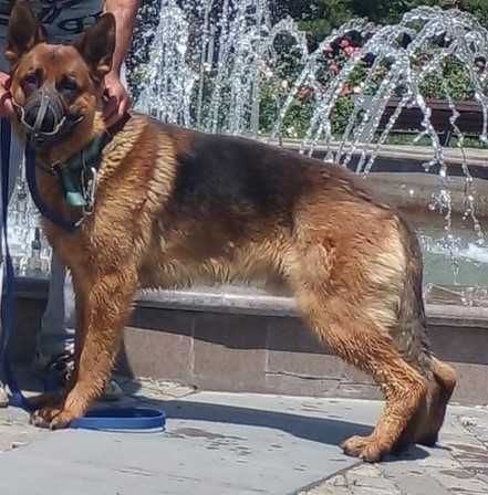 Вязка ,немецкая овчарка