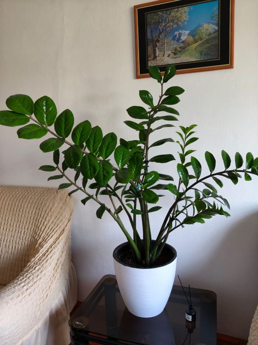 Долларовое дерево