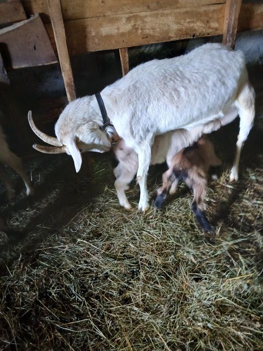 Vând 3 capre cu 5 iezi