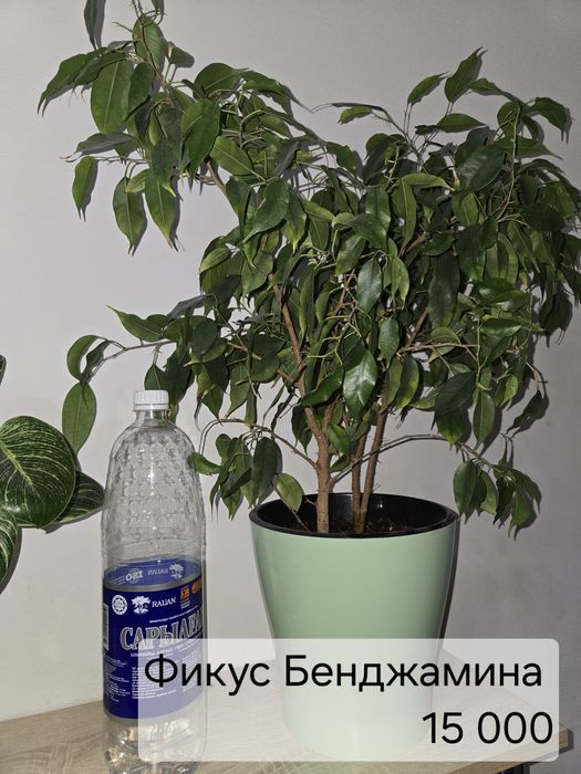 Комнатные ,здоровые цветы