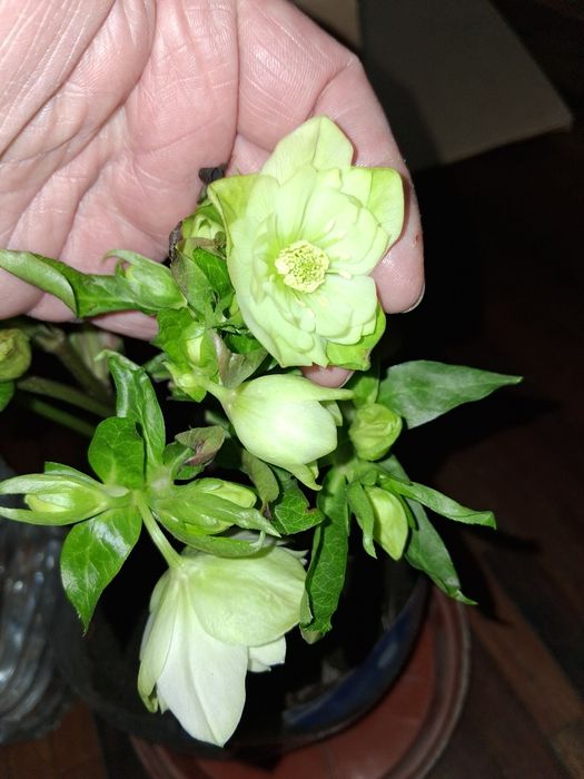 Морозник. В цвету. Белый махровый.