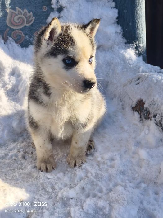 Продам щенков сибирский хаски