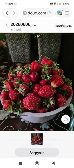 Продам клубнику. Малину и др кустарники
