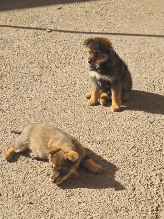 Отдам бесплатно щенков