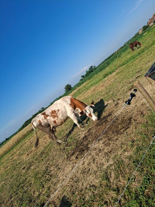 Vaca si vitea de vânzare!