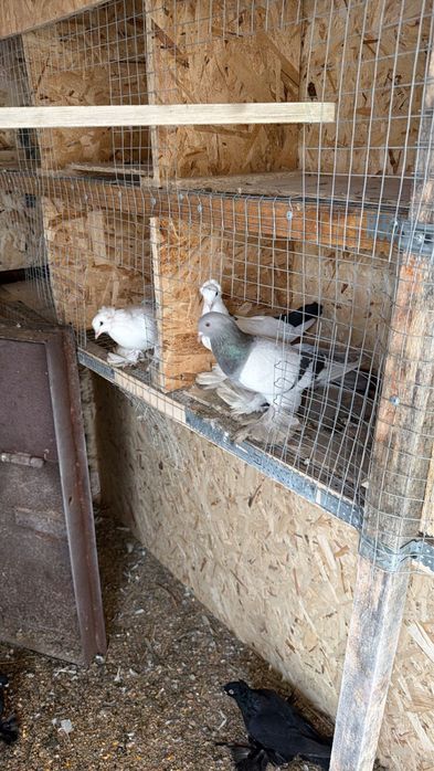 Продается вальер для птиц