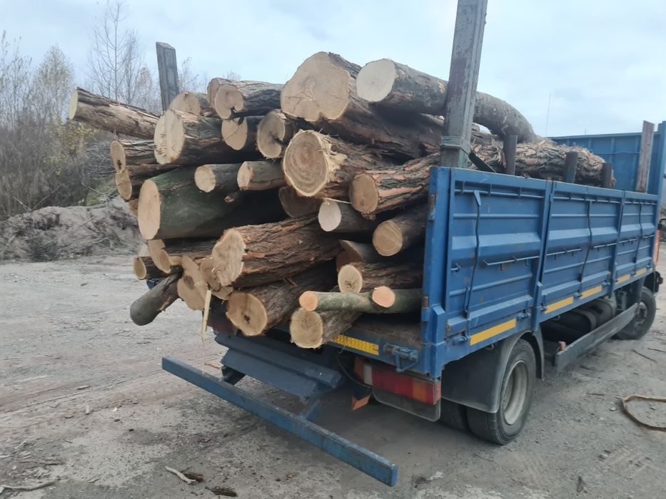 Fag stejar carpen salcam