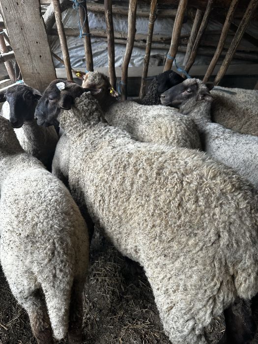 Berbecut sufok cu tigaie