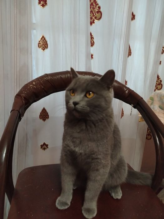 Вязка. Сотилмайди Британец