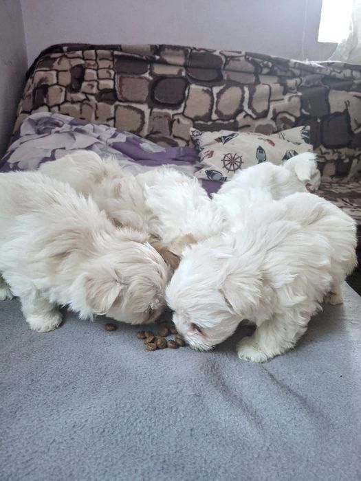 Bișhoni 4 fete și 2 baieti