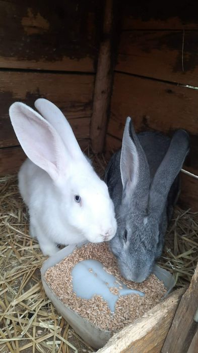 Iepurițe de vânzare