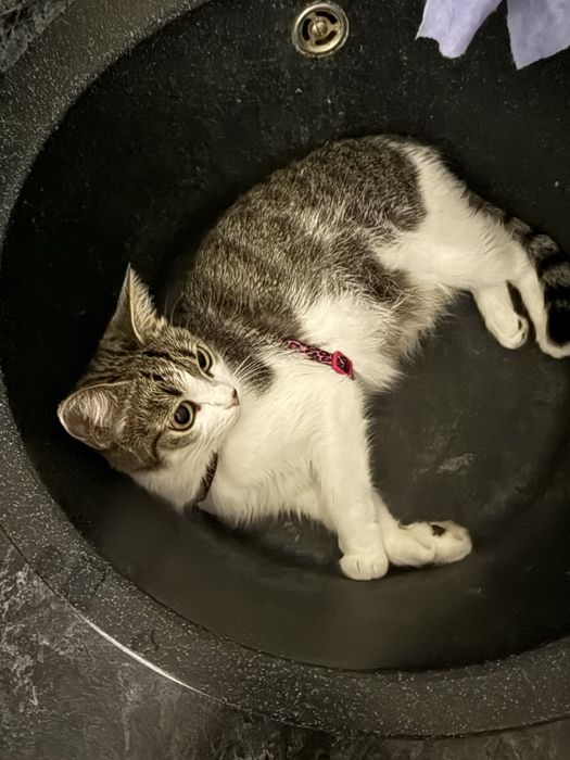 Бесплатно отдадим кошку