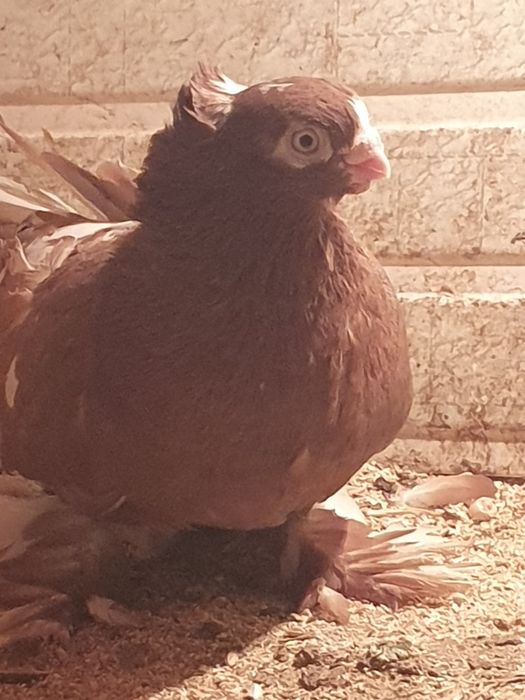 Самец весёлый  продаётся