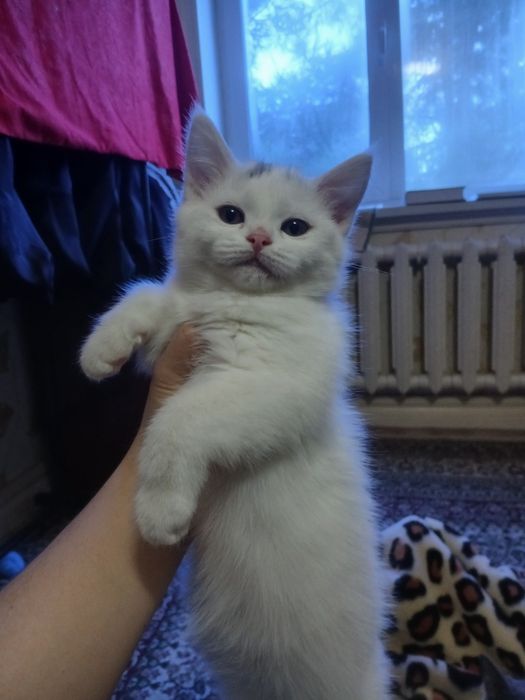 Skotish strayt 2 oylik