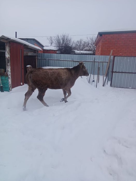 Продам телку торг