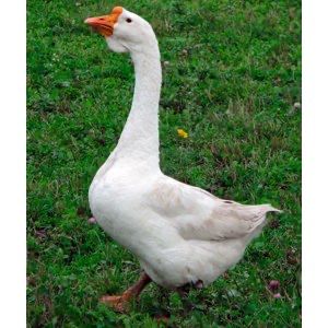 Продам гусят Линда