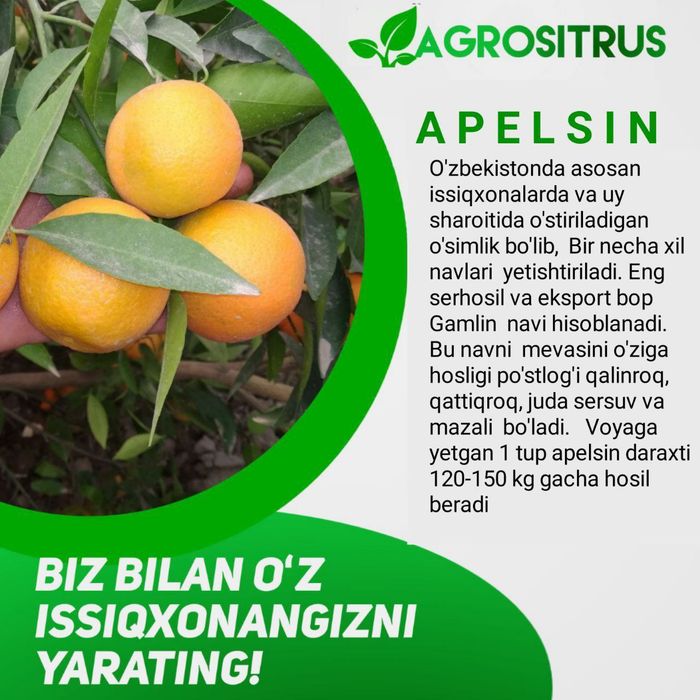 Siz uchun Yangi daromad