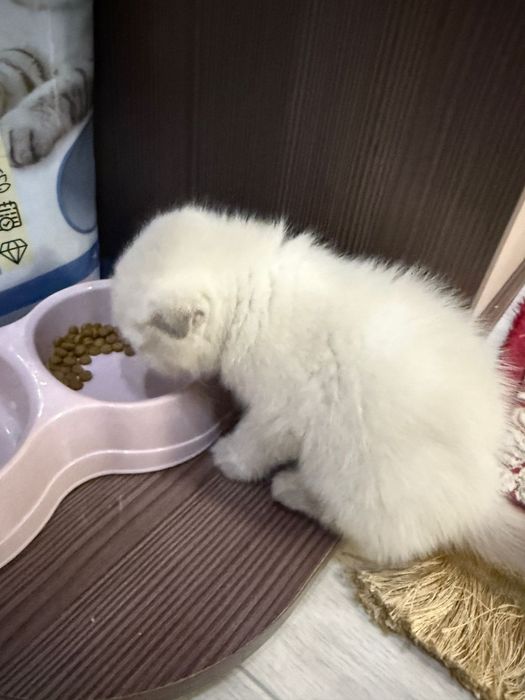 Шотландская вислоухая