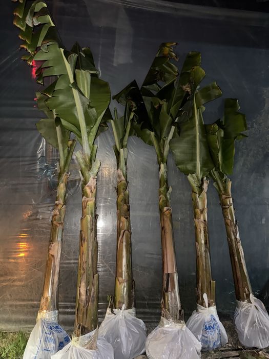 Банан саженцы.            .