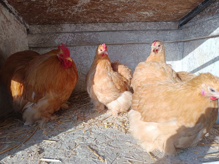 Oua incubat mătase japoneza și cochincina galben pitic