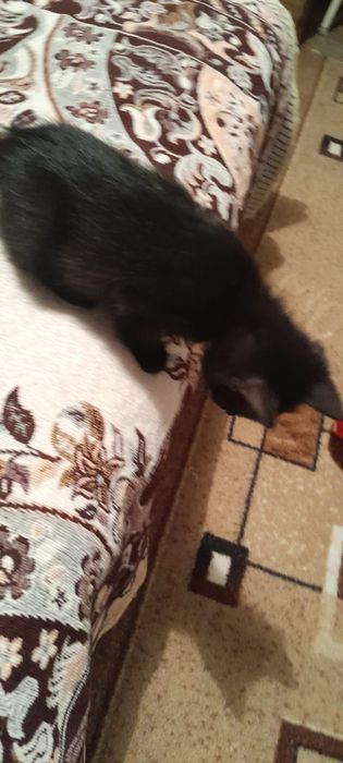 Котенок в добрые руки