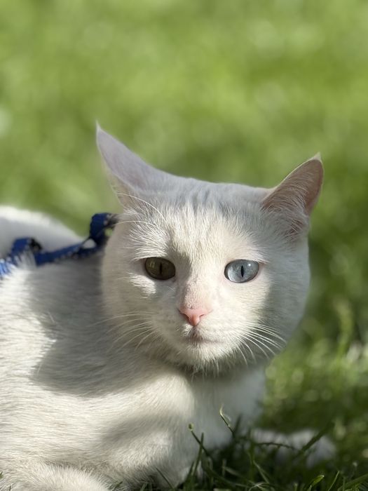 Turk angora srochni sotladi