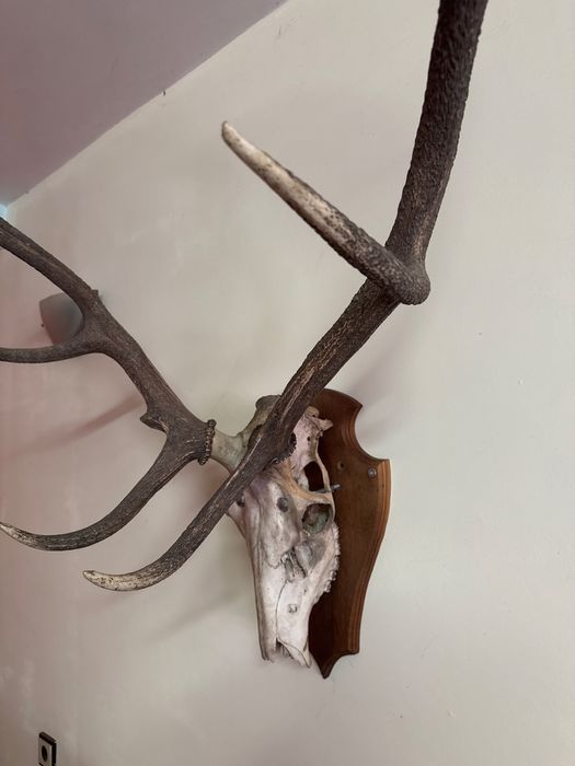 Истински Масивни Еленови Рога с Череп