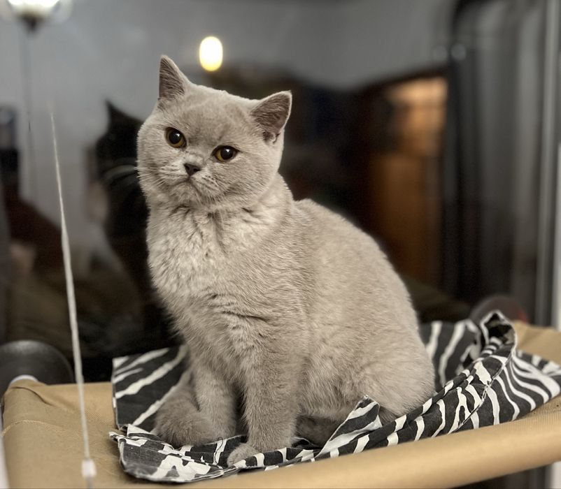 Чистокръвно Британско коте