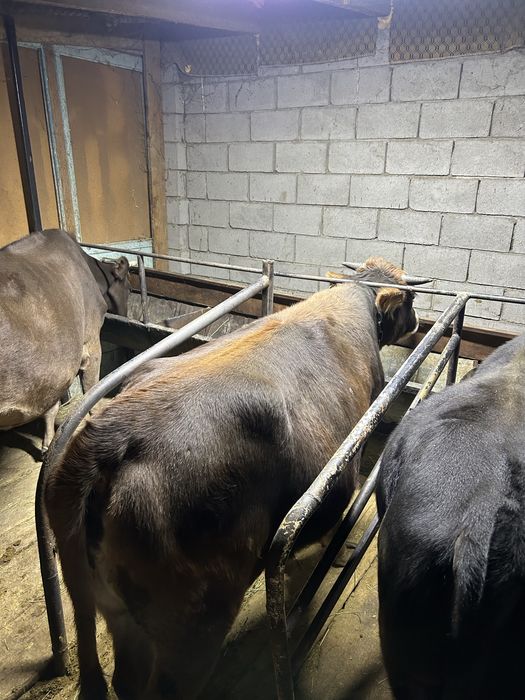 Қунажын сатылады